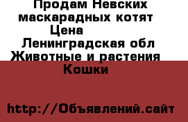 Продам Невских маскарадных котят › Цена ­ 5 000 - Ленинградская обл. Животные и растения » Кошки   